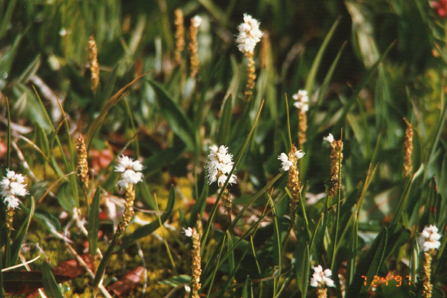 Alpine Bistort